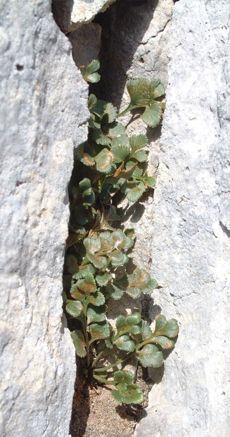 Asplenium ruta-muraria